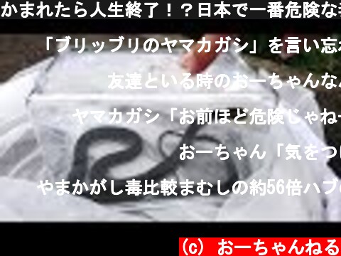 かまれたら人生終了！？日本で一番危険な毒ヘビを捕獲＆観察 dangerous poisonus snake Rhabdophis tigrinus  (c) おーちゃんねる