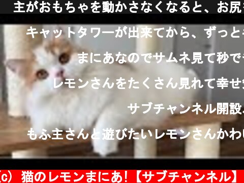 🍋主がおもちゃを動かさなくなると、お尻を向けて急に態度が変わる猫  (c) 猫のレモンまにあ!【サブチャンネル】