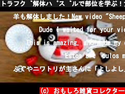 トラフグ解体パズルで部位を学ぶ！食べる！Pufferfish Dissection Puzzle. Fugu! Japanese toy. Eating sashimi  (c) おもしろ雑貨コレクター