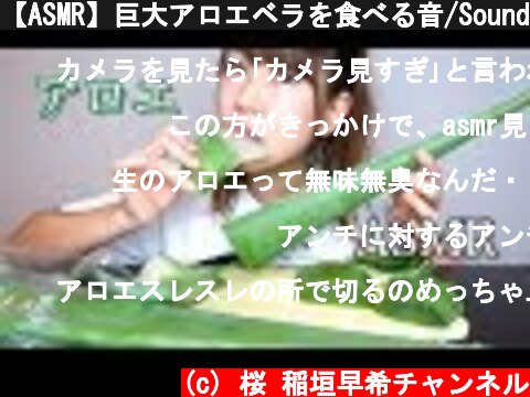 【ASMR】巨大アロエベラを食べる音/Sound Eating Aloe Vera  (c) 桜 稲垣早希チャンネル