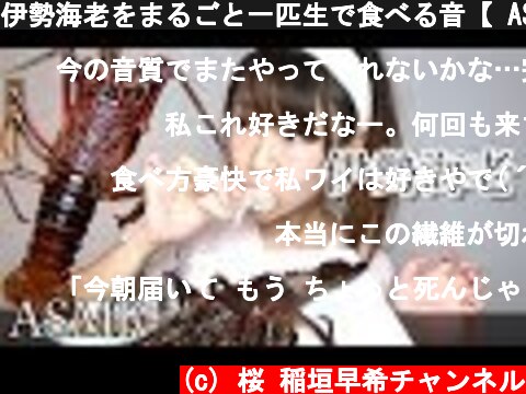 伊勢海老をまるごと一匹生で食べる音【 ASMR】  (c) 桜 稲垣早希チャンネル
