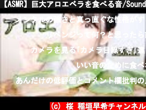 【ASMR】巨大アロエベラを食べる音/Sound Eating Aloe Vera【リベンジ】  (c) 桜 稲垣早希チャンネル