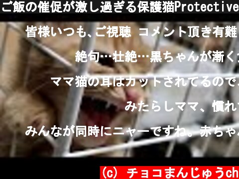 ご飯の催促が激し過ぎる保護猫Protective cat that violently urges rice【保護猫】【子猫 保護】【子猫】  (c) チョコまんじゅうch