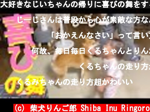 大好きなじいちゃんの帰りに喜びの舞をする柴犬と1歳の孫  (c) 柴犬りんご郎 Shiba Inu Ringoro