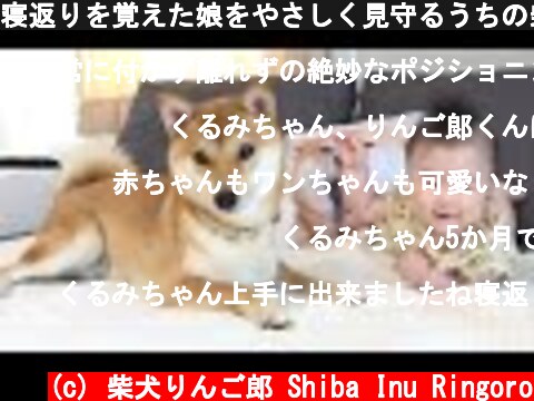 寝返りを覚えた娘をやさしく見守るうちの柴犬  (c) 柴犬りんご郎 Shiba Inu Ringoro