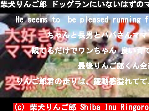 柴犬りんご郎 ドッグランにいないはずのママが突然やってきたら…  (c) 柴犬りんご郎 Shiba Inu Ringoro