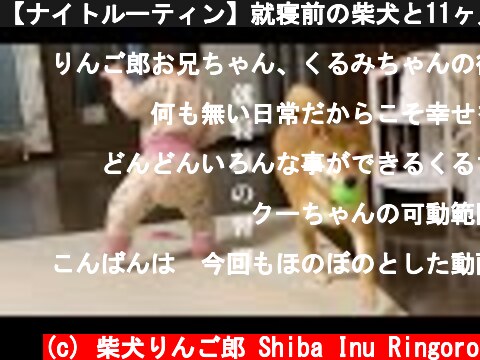 【ナイトルーティン】就寝前の柴犬と11ヶ月娘の触れ合い  (c) 柴犬りんご郎 Shiba Inu Ringoro