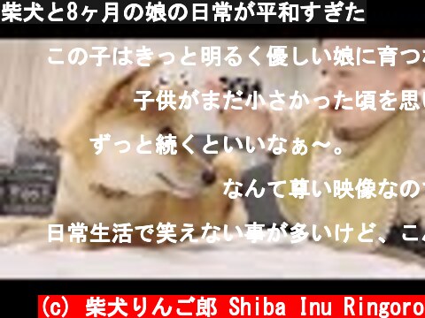 柴犬と8ヶ月の娘の日常が平和すぎた  (c) 柴犬りんご郎 Shiba Inu Ringoro