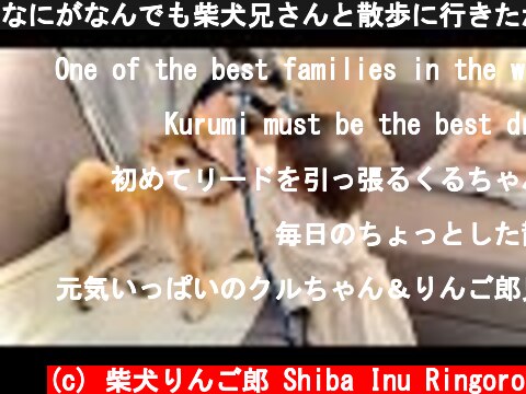 なにがなんでも柴犬兄さんと散歩に行きたがる1歳娘  (c) 柴犬りんご郎 Shiba Inu Ringoro