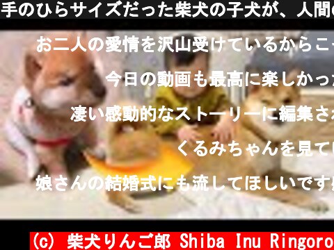 手のひらサイズだった柴犬の子犬が、人間の赤ちゃんの子守犬になるまで【うちの子記念日ムービー】  (c) 柴犬りんご郎 Shiba Inu Ringoro