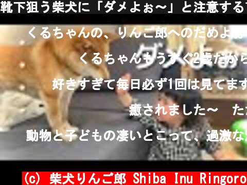靴下狙う柴犬に「ダメよぉ〜」と注意する1歳児  (c) 柴犬りんご郎 Shiba Inu Ringoro