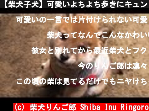 【柴犬子犬】可愛いよちよち歩きにキュン！ shiba inu puppy  (c) 柴犬りんご郎 Shiba Inu Ringoro