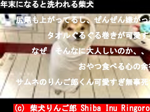 年末になると洗われる柴犬  (c) 柴犬りんご郎 Shiba Inu Ringoro