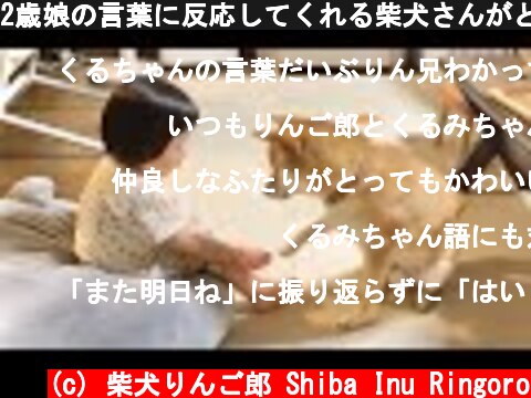 2歳娘の言葉に反応してくれる柴犬さんがとても優しい  (c) 柴犬りんご郎 Shiba Inu Ringoro