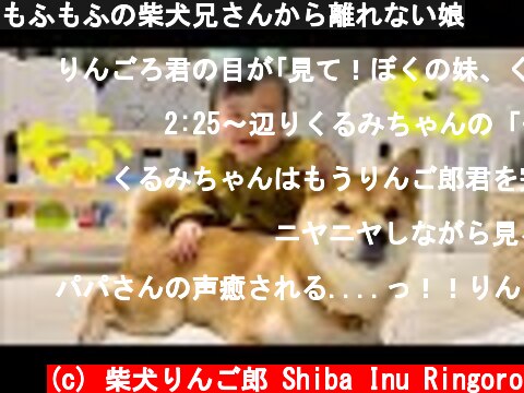 もふもふの柴犬兄さんから離れない娘  (c) 柴犬りんご郎 Shiba Inu Ringoro