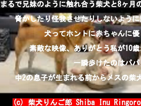まるで兄妹のように触れ合う柴犬と8ヶ月の娘  (c) 柴犬りんご郎 Shiba Inu Ringoro