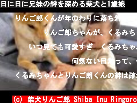 日に日に兄妹の絆を深める柴犬と1歳娘  (c) 柴犬りんご郎 Shiba Inu Ringoro