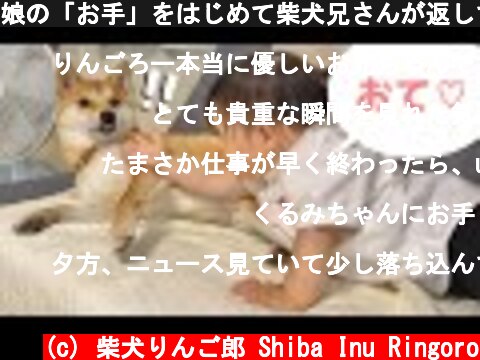 娘の「お手」をはじめて柴犬兄さんが返してくれました  (c) 柴犬りんご郎 Shiba Inu Ringoro