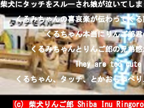 柴犬にタッチをスルーされ娘が泣いてしまったので、秘密兵器を投入する事にした  (c) 柴犬りんご郎 Shiba Inu Ringoro