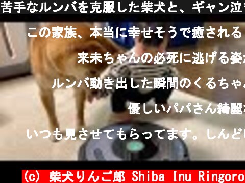 苦手なルンバを克服した柴犬と、ギャン泣きしてしまう娘  (c) 柴犬りんご郎 Shiba Inu Ringoro