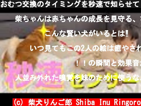 おむつ交換のタイミングを秒速で知らせてくれる柴犬がいるらしい  (c) 柴犬りんご郎 Shiba Inu Ringoro
