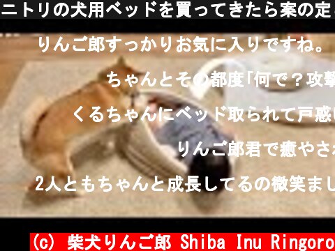 ニトリの犬用ベッドを買ってきたら案の定こうなった  (c) 柴犬りんご郎 Shiba Inu Ringoro
