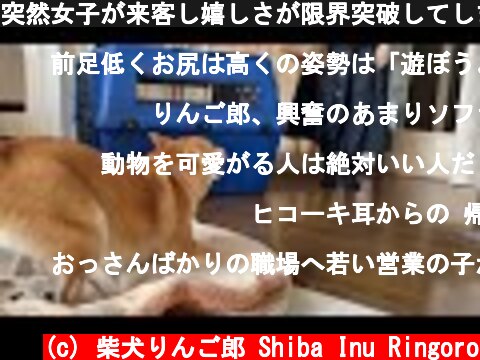 突然女子が来客し嬉しさが限界突破してしまう柴犬  (c) 柴犬りんご郎 Shiba Inu Ringoro