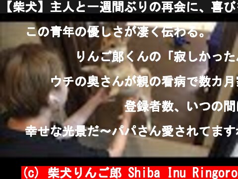 【柴犬】主人と一週間ぶりの再会に、喜びを全身で表現する  (c) 柴犬りんご郎 Shiba Inu Ringoro