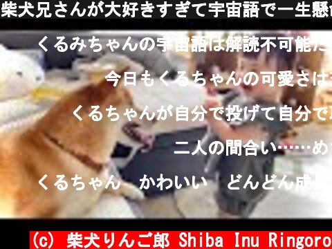 柴犬兄さんが大好きすぎて宇宙語で一生懸命気を引こうとする娘  (c) 柴犬りんご郎 Shiba Inu Ringoro