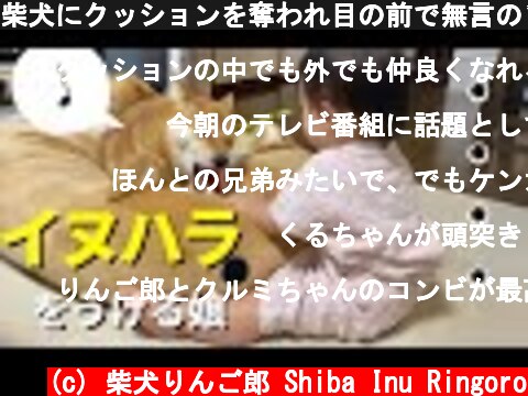 柴犬にクッションを奪われ目の前で無言のプレッシャーを与える1歳娘  (c) 柴犬りんご郎 Shiba Inu Ringoro