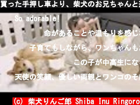 買った手押し車より、柴犬のお兄ちゃんと遊びたがる娘  (c) 柴犬りんご郎 Shiba Inu Ringoro