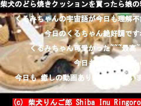 柴犬のどら焼きクッションを買ったら娘の寝床になってしまう  (c) 柴犬りんご郎 Shiba Inu Ringoro