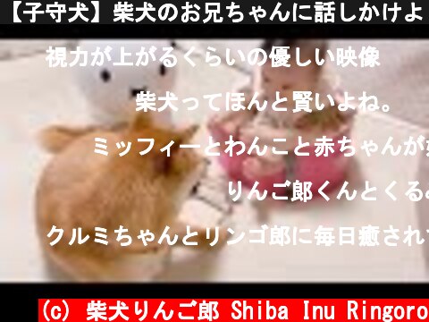 【子守犬】柴犬のお兄ちゃんに話しかけようと頑張る娘  (c) 柴犬りんご郎 Shiba Inu Ringoro