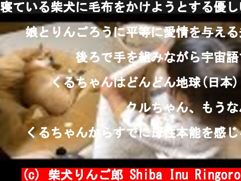 寝ている柴犬に毛布をかけようとする優しい娘がいた  (c) 柴犬りんご郎 Shiba Inu Ringoro