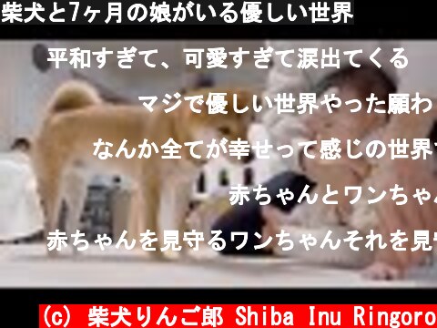 柴犬と7ヶ月の娘がいる優しい世界  (c) 柴犬りんご郎 Shiba Inu Ringoro