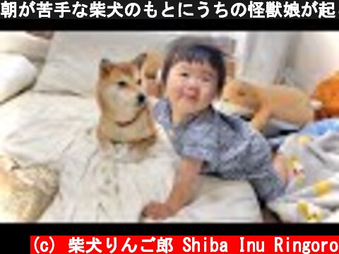 朝が苦手な柴犬のもとにうちの怪獣娘が起こしにやってきた  (c) 柴犬りんご郎 Shiba Inu Ringoro