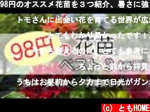 98円のオススメ花苗を３つ紹介、暑さに強く長く咲く、お手入れ簡単  (c) ともHOME