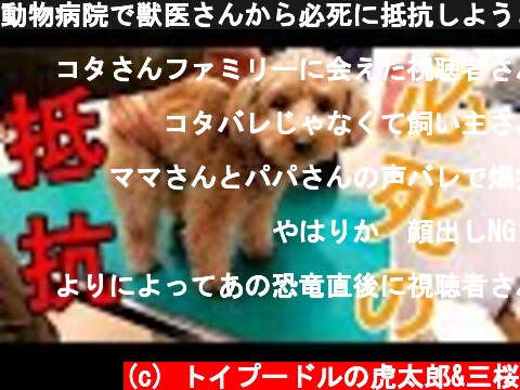 動物病院で獣医さんから必死に抵抗しようとする犬が可愛いw【トイプードル】  (c) トイプードルの虎太郎&三桜