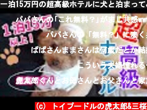 一泊15万円の超高級ホテルに犬と泊まってみたら感動した！【トイプードル】  (c) トイプードルの虎太郎&三桜