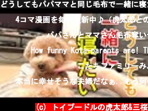どうしてもパパママと同じ毛布で一緒に寝たい犬が可愛いｗ【トイプードル】  (c) トイプードルの虎太郎&三桜