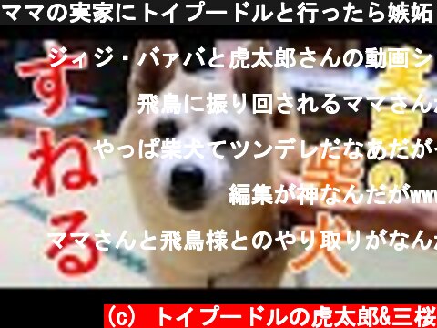 ママの実家にトイプードルと行ったら嫉妬してスネる柴犬w  (c) トイプードルの虎太郎&三桜