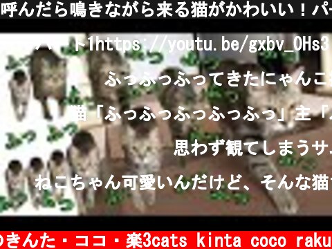 呼んだら鳴きながら来る猫がかわいい！パート3　「ふ」の使い手  (c) 猫のきんた・ココ・楽3cats kinta coco raku