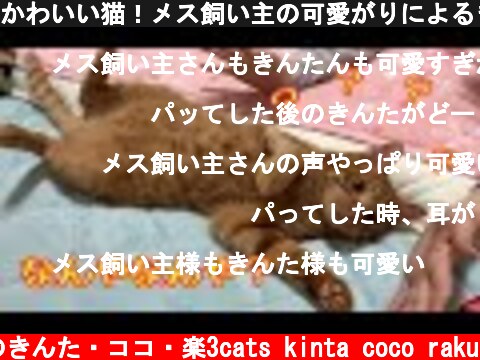 かわいい猫！メス飼い主の可愛がりによるきんたの反応が最高すぎた！  (c) 猫のきんた・ココ・楽3cats kinta coco raku