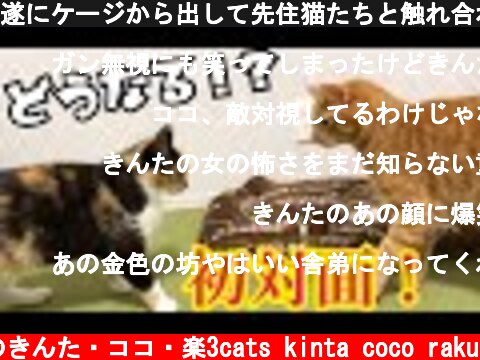 遂にケージから出して先住猫たちと触れ合わせます！  (c) 猫のきんた・ココ・楽3cats kinta coco raku