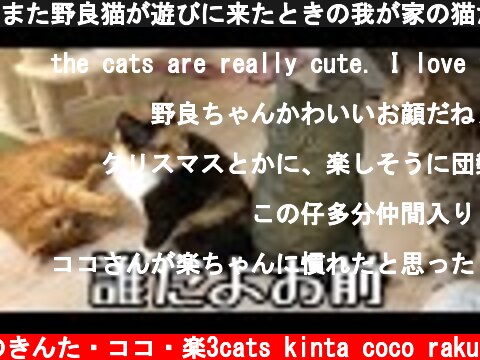 また野良猫が遊びに来たときの我が家の猫たちの様子！  (c) 猫のきんた・ココ・楽3cats kinta coco raku