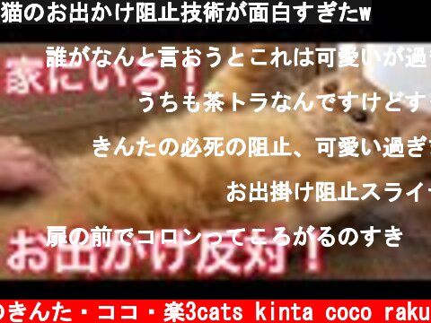 猫のお出かけ阻止技術が面白すぎたw  (c) 猫のきんた・ココ・楽3cats kinta coco raku