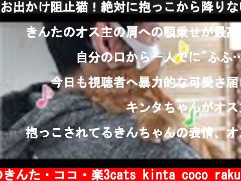 お出かけ阻止猫！絶対に抱っこから降りない猫がかわいい！  (c) 猫のきんた・ココ・楽3cats kinta coco raku