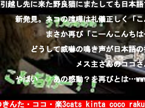 引越し先に来た野良猫にまたしても日本語であいさつしてしまうココさん【喋る猫】  (c) 猫のきんた・ココ・楽3cats kinta coco raku