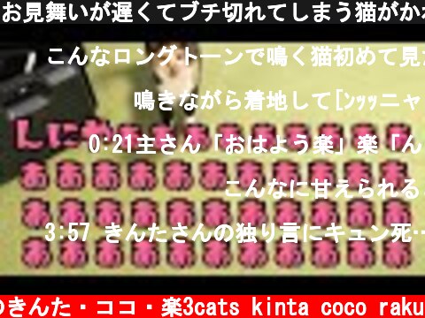 お見舞いが遅くてブチ切れてしまう猫がかわいい！  (c) 猫のきんた・ココ・楽3cats kinta coco raku