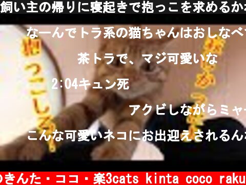 飼い主の帰りに寝起きで抱っこを求めるかわいい子猫！  (c) 猫のきんた・ココ・楽3cats kinta coco raku